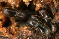 Bark and Ambrosia Beetles of , Xyleborinus saxesenii <span  style='font-style:normal';>(Ratzeburg 1837)</span> <span  style='font-style:normal';> (introduced)</span>