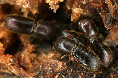 Ambrosia beetles breed and maintain their own food fungi