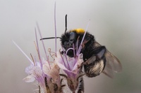 Bumblebees' nutrition influences their pesticide resistance