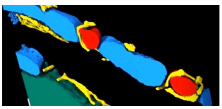 Insights into the dynamic ultrastructure of the heart