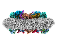 Protein machinery of respiration becomes visible
