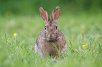 Where does the Easter Bunny live? Citizens can report sightings of wild rabbits and brown hares 