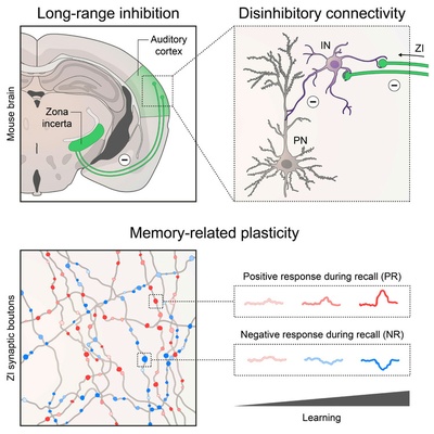 “Zone of uncertainty” in the brain influences its ability to form new memories