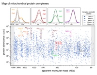 Evolutionary Tuning of a Cellular 