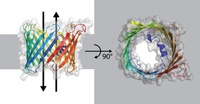 Formation of pores in mitochondrial membrane elucidated