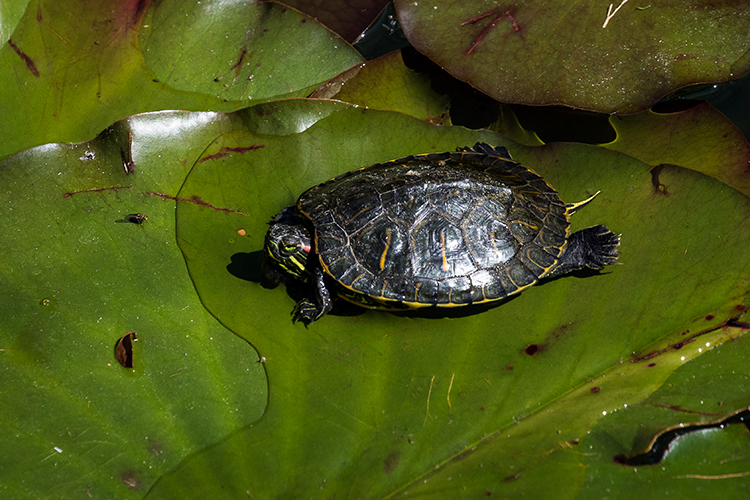 North American turtles becoming native in southern Baden, possibly posing a threat to ecosystems
