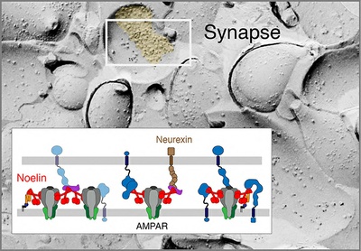 Previously unknown function: Noelin proteins central for learning ability in mammalian brains