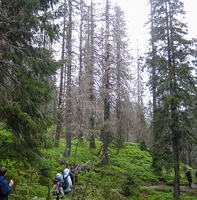 Tree mortality in the Black Forest on the rise - climate change a key driver