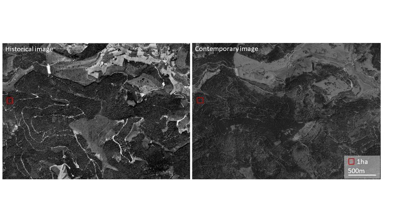 A large forest clearcut from the 1960s in the vicinity of a one-hectare forest research plot in the Southern Black Forest Region. Although much of the area is forested today, historical harvests have changed the forest structure and composition. Left: Historical spy-satellite image. Right: Current Google Earth Image.