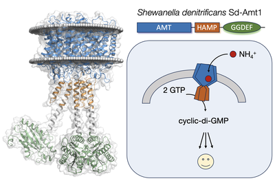 Membrane protein Sd-Amt1 in the bacterium Shewanella denitrificans 