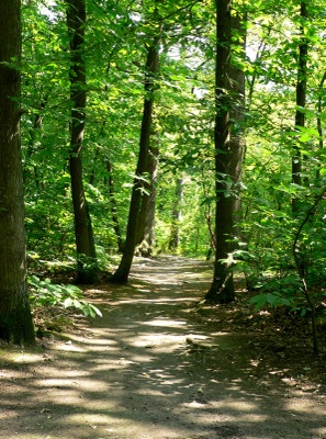 Jahrringforschung an Hölzern und Klimadiskussion