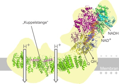 Nanomaschinen in den Kraftwerken der Zelle