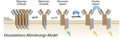 Wende in der immunologischen Grundlagenforschung