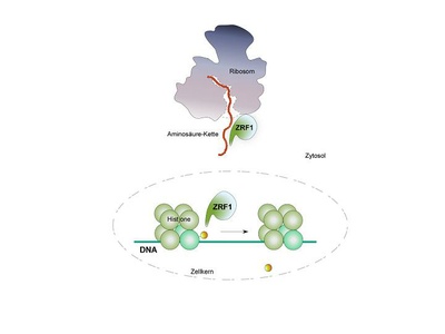 Proteine brauchen Anstandsdamen