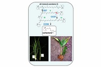Freiburger Forscher decken grundlegende Schritte in der Biosynthese eines pflanzlichen Hormons auf