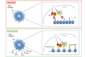 Die natürliche Darmflora kurbelt das Immunsystem an