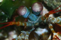 Auge in Auge mit dem Fangschreckenkrebs 