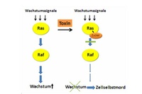 Bakterientoxin bewirkt Zellselbstmord