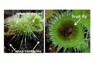 Fleischfressende Pflanze mit Katapultfalle