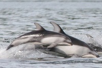 Keine Patentlösung für Artenschutz von Walen und Delfinen