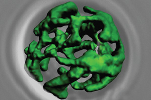 Tom22, der Türsteher am Mitochondrium