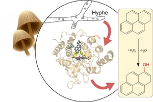 Vom Speisepilz zum maßgeschneiderten Biokatalysator