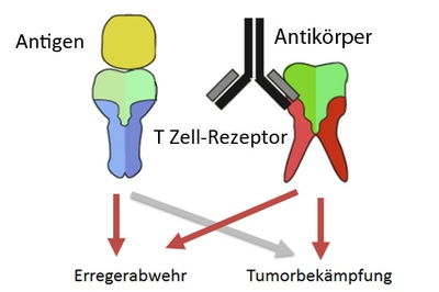 Tumorkiller in Hochform