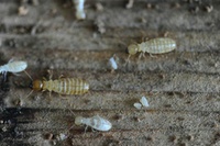 Wissenschaftler entziffern erstes Termitengenom