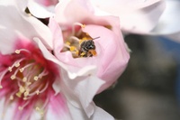 Bienen können wichtiger als Dünger sein