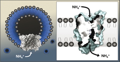 Rhesus-Proteine verladen Ionen, nicht Gas