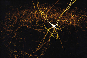 Hemmende Nervenzellen, Gedächtnis und Verhalten 