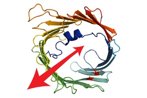 Protein-Export aus den Zellkraftwerken