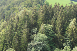 Wälder nachhaltig stärken