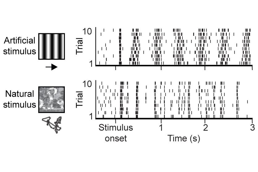 Neuronale Schaltkreise für natürliches Sehen