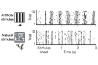 Neuronale Schaltkreise für natürliches Sehen