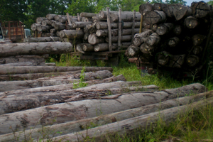 Weltweiter Schaden durch illegalen Holzhandel
