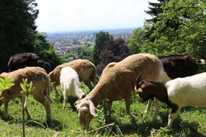 Pressegespräch bei Schafen und Ziegen