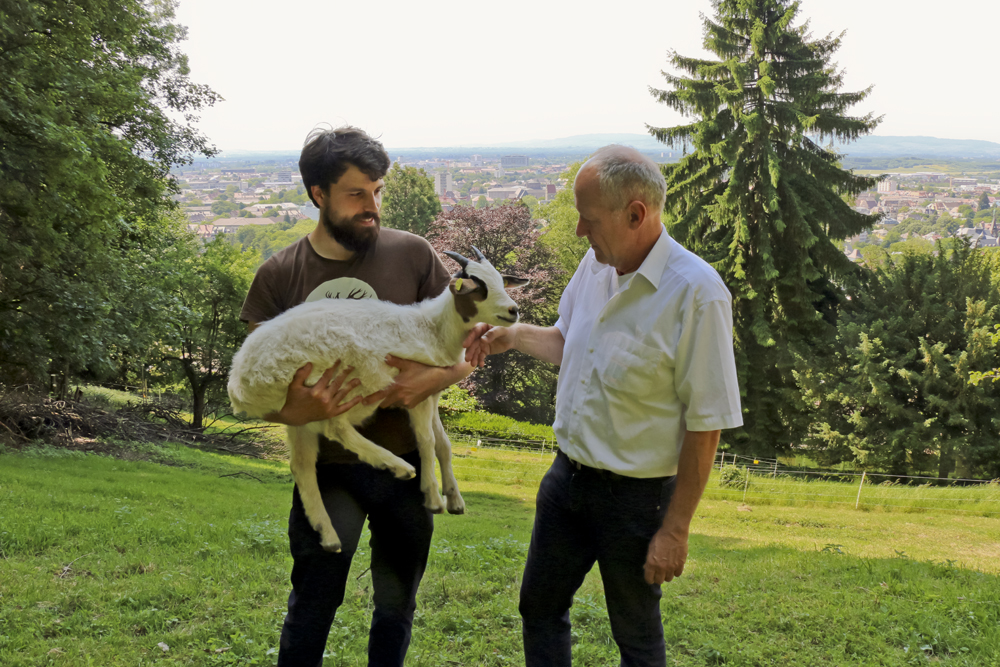 Schafe und Ziegen am Schlossberg