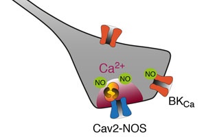 Wie Enzyme kommunizieren