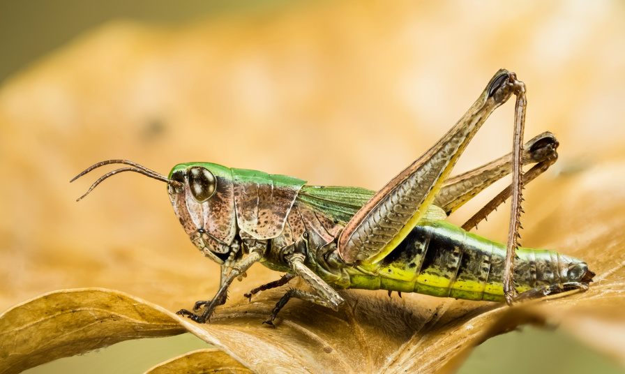 Ein Schritt zur biologischen Kriegsführung mit Insekten?