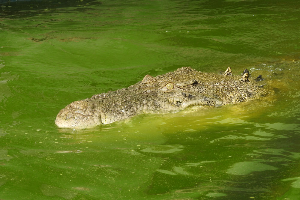 Gefährliche Reptilien