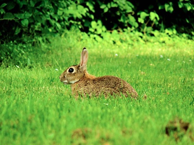 Osterhase oder Osterkaninchen?