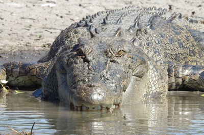 Heilige Krokodile