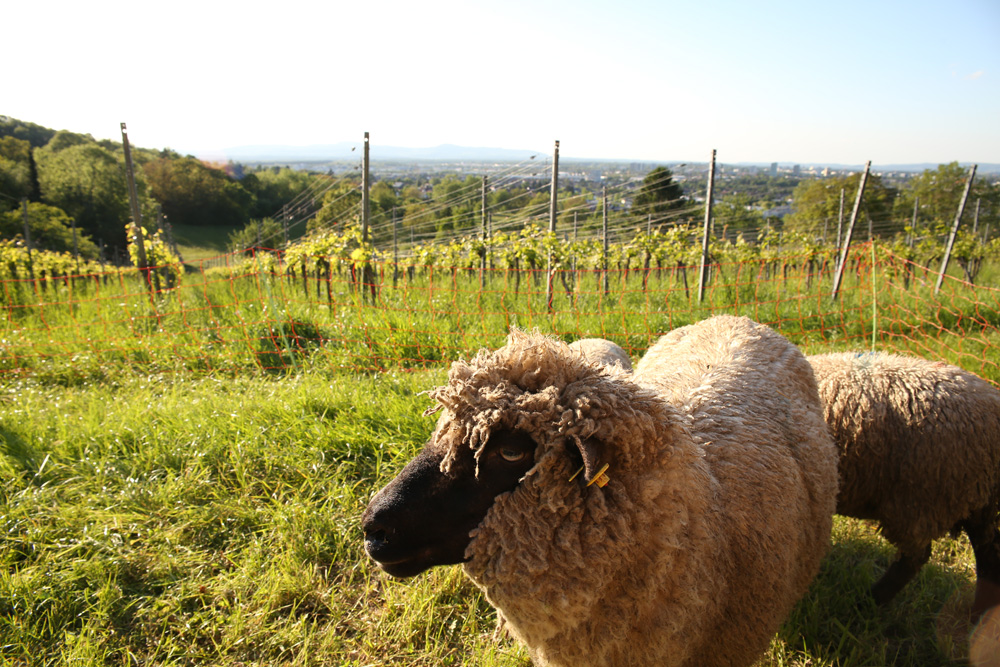 Tierische Helfer für Winzer