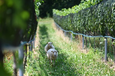 Weidetiere im Weinbau 