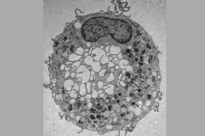 6,8 Millionen Euro für Doktorandenprogramm in der Immunologie