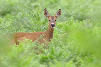 Bessere Schutzmaßnahmen für Wildtiere 