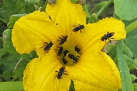 Bienen und Kulturpflanzen 