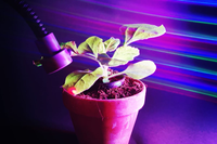 Mit Licht Pflanzenprozesse steuern