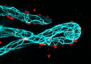 Wie Pflanzen ihren Symbiosepartnern näherkommen 